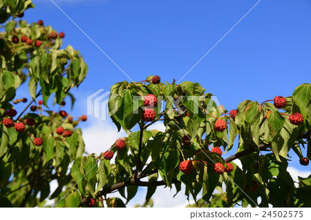 Fruit of Yamabote 24502575