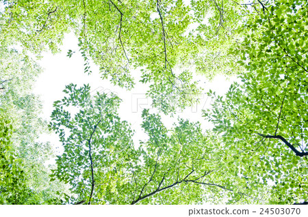 Fresh green 24503070