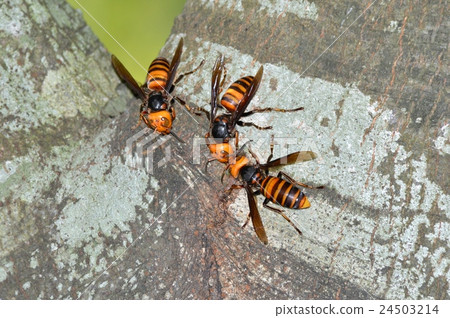 Wasps collected in sap Wasps collected in sap 24503214