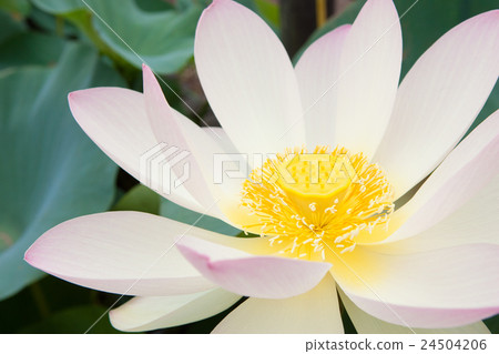 一朵蓮花 24504206