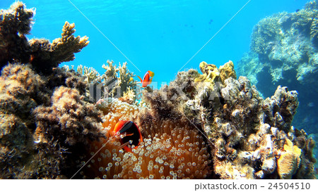 Awanami Beach underwater photography of Tokashikijima island of Okinawa Hamachiro manomi 24504510