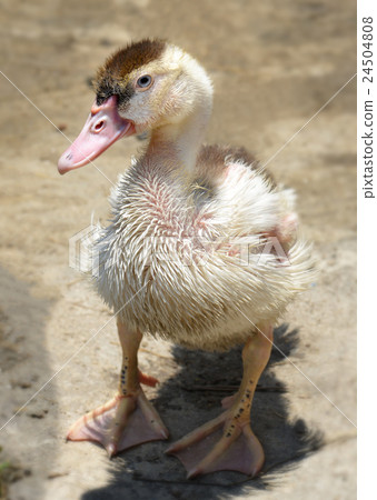 Adult and young Barbary duck Adult and young Barbary duck 24504808