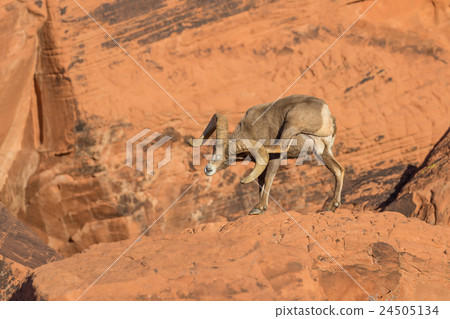 Desert Bighorn Sheep Ram Desert Bighorn Sheep Ram 24505134