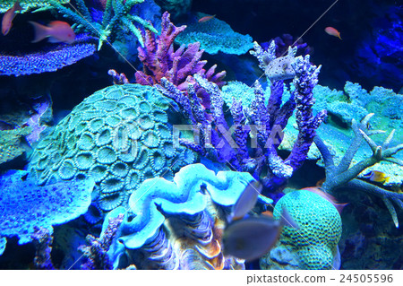 Colorful Coral Colorful Coral 24505596
