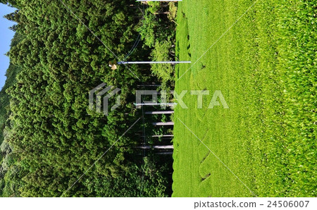 茶園（靜岡縣） 24506007