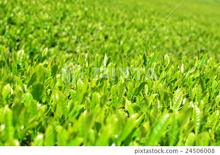 茶園（靜岡縣） 24506008