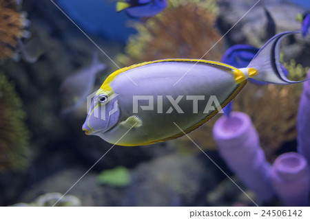 tang fish, in Aquarium tang fish, in Aquarium 24506142