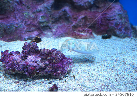 Underwater squid Underwater squid 24507610