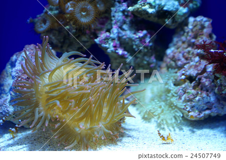 Sea anemone and shrimp Sea anemone and shrimp 24507749