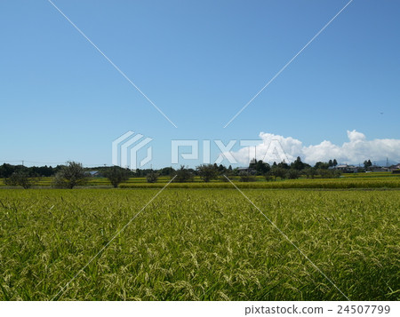 八月稻田 24507799