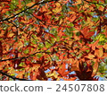 秋天的樹葉 24507808