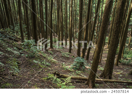 Conifer forest Ohara, Kyoto City Conifer forest Ohara, Kyoto City 24507814