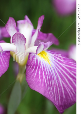 虹膜 虹膜 24508322