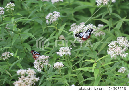 Asagi madara sucking the nectar of a halibb donna 24508328
