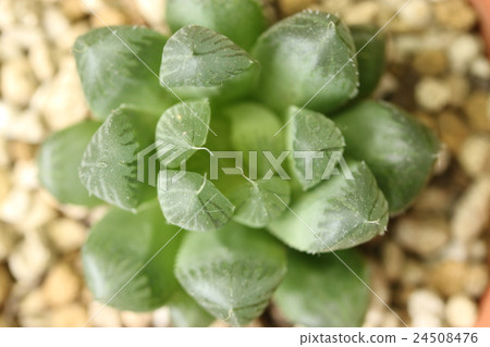 Haorthia / Couplee / Dielsiana 24508476