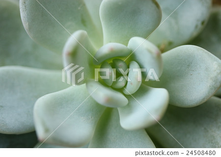 Ebeveria / laurinse Ebeveria / laurinse 24508480