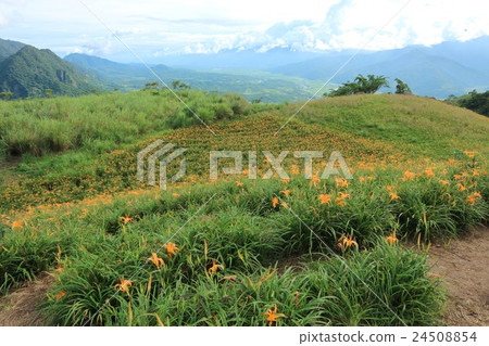 花蓮 六十石山 的金針花海 花蓮 六十石山 的金針花海 24508854