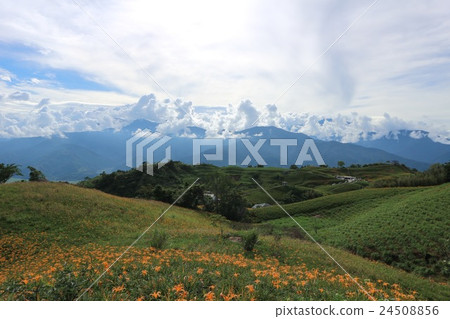 花蓮 六十石山 的金針花海 24508856
