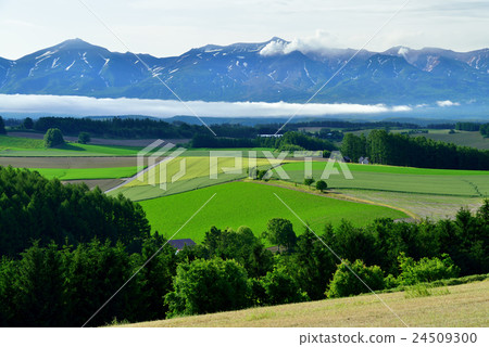 Biei no Oka 24509300