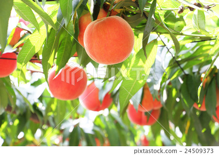 果園裡的桃子 24509373