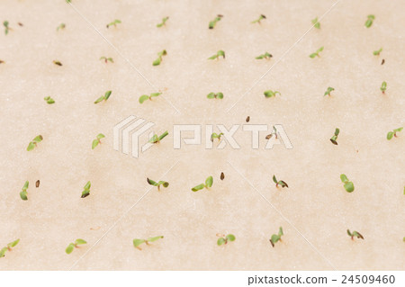 hydroponic green vegetable sprout in plant sponge 24509460