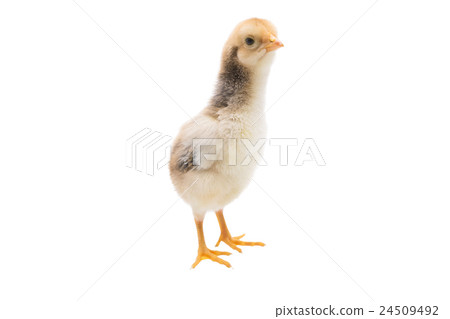Little chick isolated on a white backgroun Little chick isolated on a white backgroun 24509492