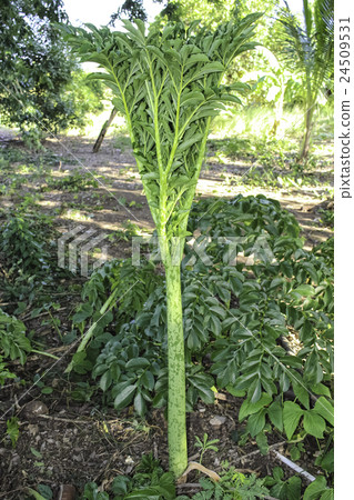 Amorphophallus paeoniifolius Amorphophallus paeoniifolius 24509531