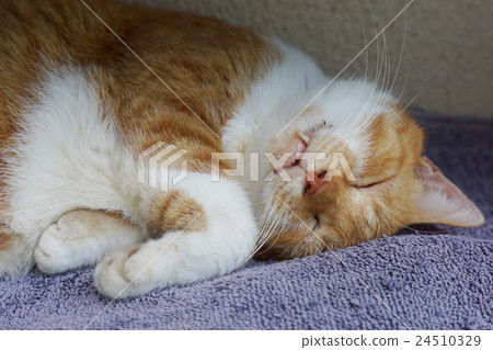 Sleeping tea cat 24510329