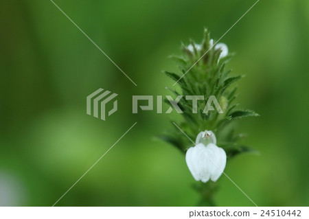Natural plant White blooming foxes, white flower with a variant of "fox nomago" Natural plant White blooming foxes, white flower with a variant of "fox nomago" 24510442