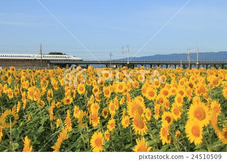 向日葵田和子彈列車·B 24510509
