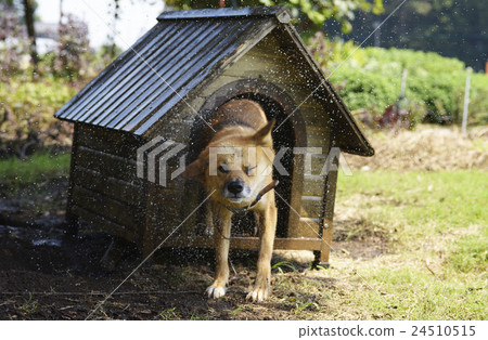 Dog Splashes Dog Drills Splashing Water Bathing Bubbling Flying Drowning Dog Rat Pet Guard Dog Animals 24510515