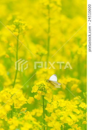 劃線長白盾(4) 劃線長白盾(4) 24510600