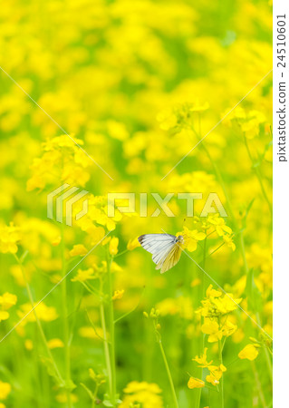 劃線長白盾(5) 劃線長白盾(5) 24510601