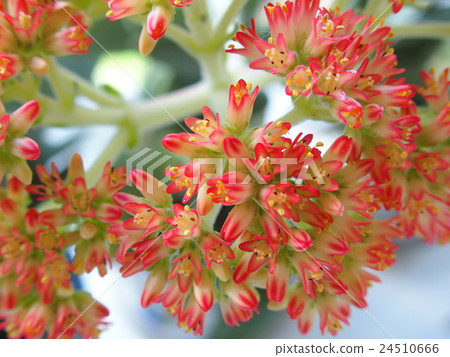 教父的花 24510666