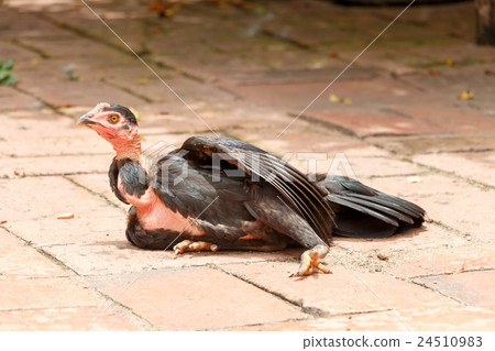 Young male bantam 24510983