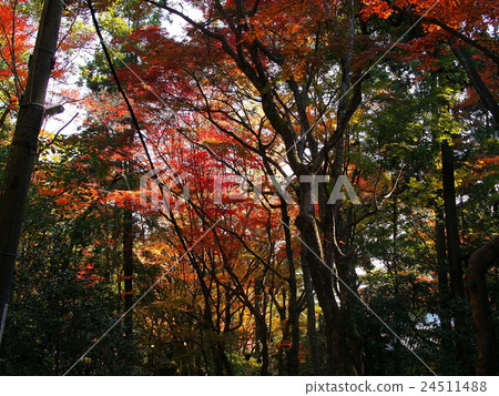 Autumn leaves Autumn leaves 24511488