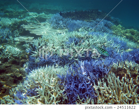 Whitened coral Okinawa Hateruma jima Whitened coral Okinawa Hateruma jima 24511622