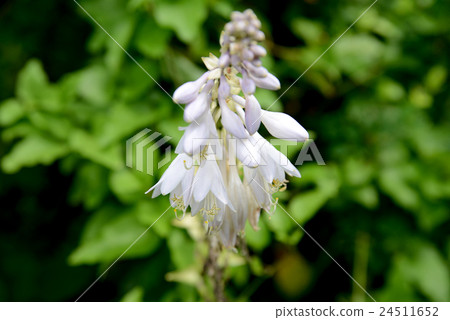 玉簪 玉簪 24511652