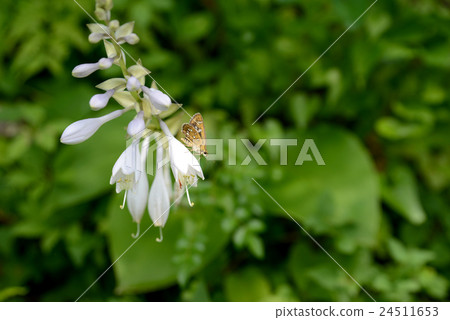 玉簪 玉簪 24511653