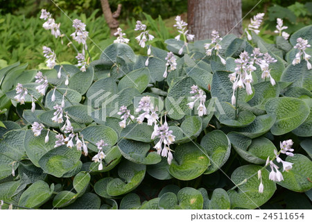 Maruha Giboshi Maruha Giboshi 24511654