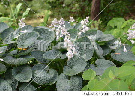 Maruha Giboshi Maruha Giboshi 24511656