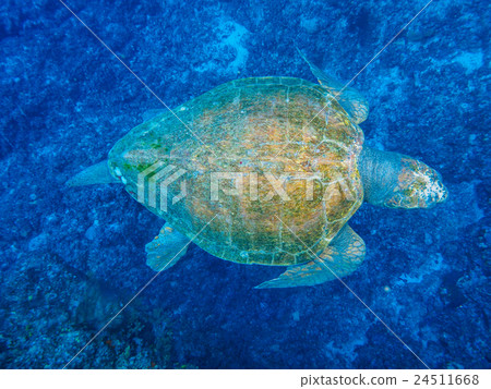 海龜 海龜 24511668