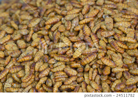 Fried in oil silkworm larvae close up 24511782