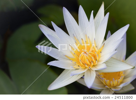 Water lily flower (lotus) Water lily flower (lotus) 24511800