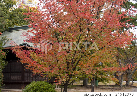 Koronji寺廟秋葉 Koronji寺廟秋葉 24512376