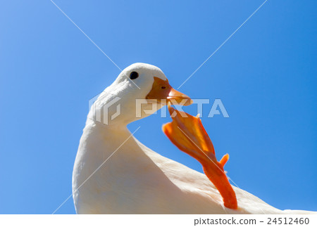 油菜鴨和藍天 24512460