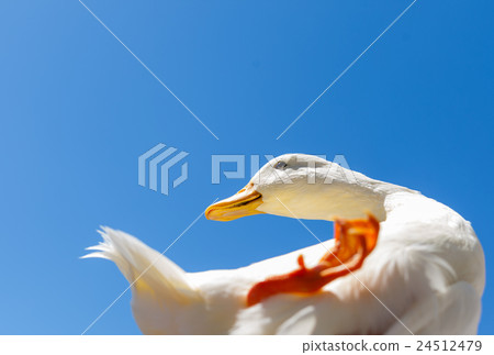 Cole Duck and blue sky Cole Duck and blue sky 24512479