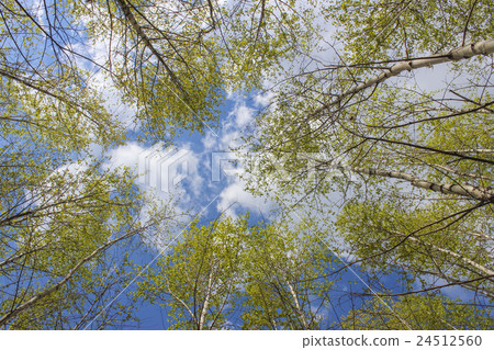 Sky in the crowns of birch 24512560