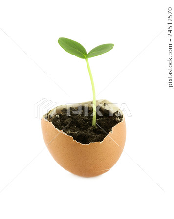 Sprout of a cucumber 24512570