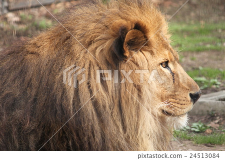 Lion (profile) 24513084